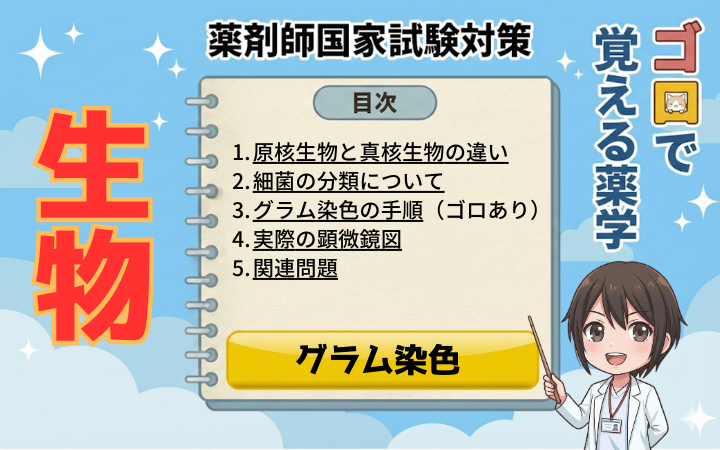 【薬剤師国家試験】グラム染色の手順とゴロ！陽性・陰性の違いと細菌の覚え方（ゴロで覚える薬学）