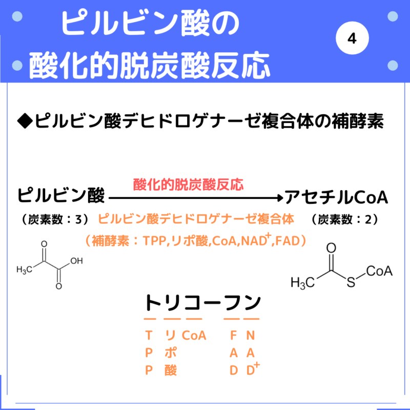 ピルビン酸の酸化的脱炭酸反応で関与する補酵素