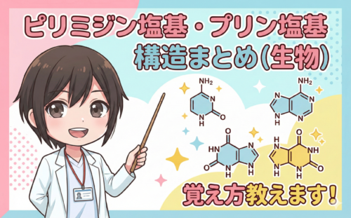 核酸塩基（アデニン・グアニン・シトシン・チミン）・プリン体（ヒポキサンチン・キサンチン・尿酸）の構造の覚え方を徹底解説！