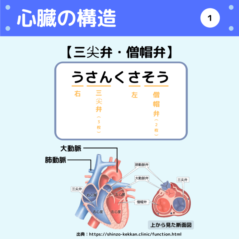 【薬剤師国家試験】三尖弁・僧帽弁・呼吸筋等のゴロ教えます!(ゴロで覚える薬学) | 薬剤師の気まぐれノート