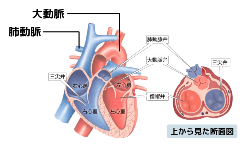 心臓の弁の位置とゴロ