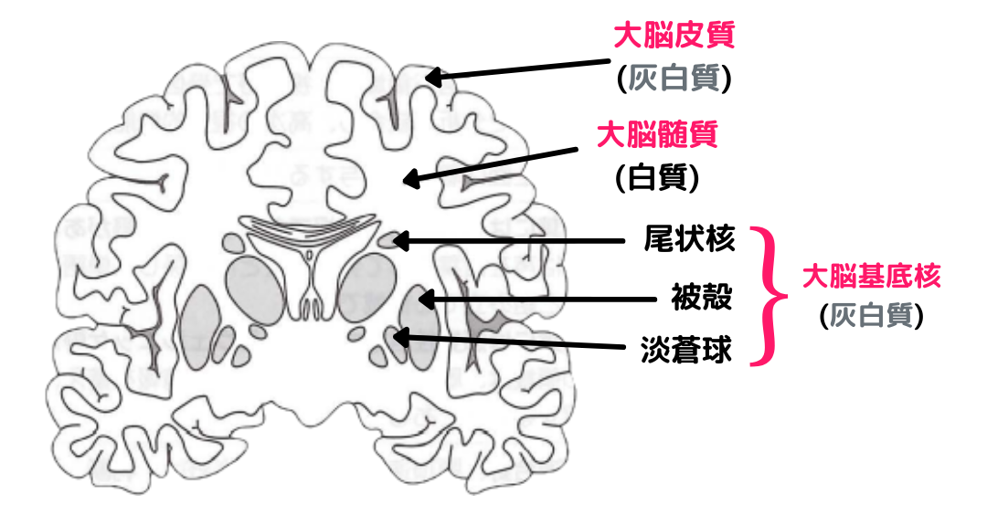 大脳辺縁系のゴロと脳の構造