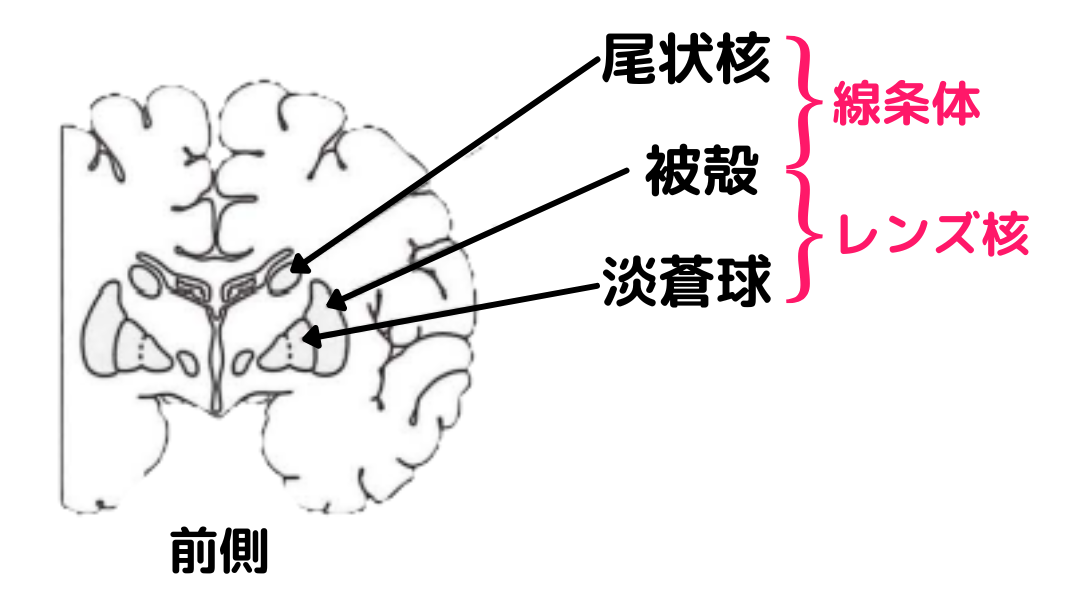 前側から見た大脳基底核