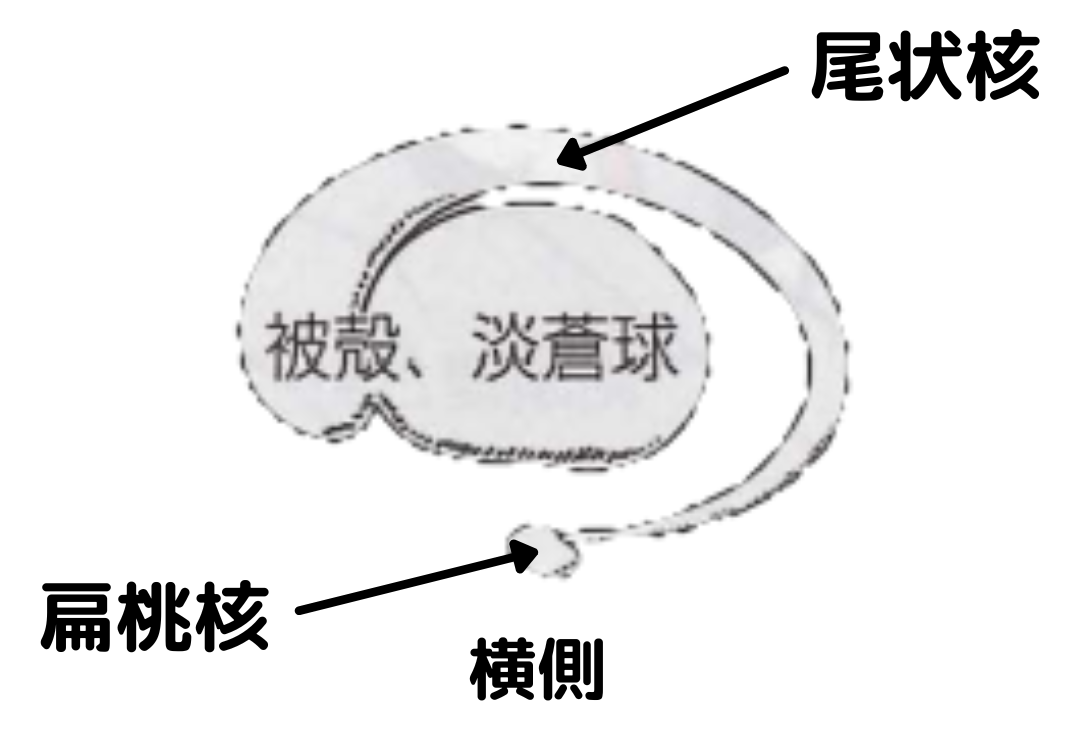 横側から見た大脳基底核