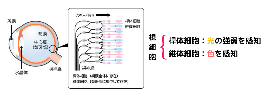 網膜の桿体細胞と錐体細胞の役割図