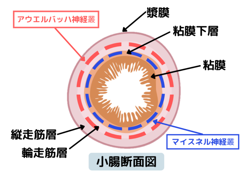 腸神経細胞の配置図
