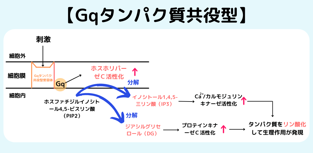 【薬剤師国家試験】Gタンパク質共役型受容体のゴロ教えます！（ゴロで覚える薬学） 薬剤師の気まぐれノート