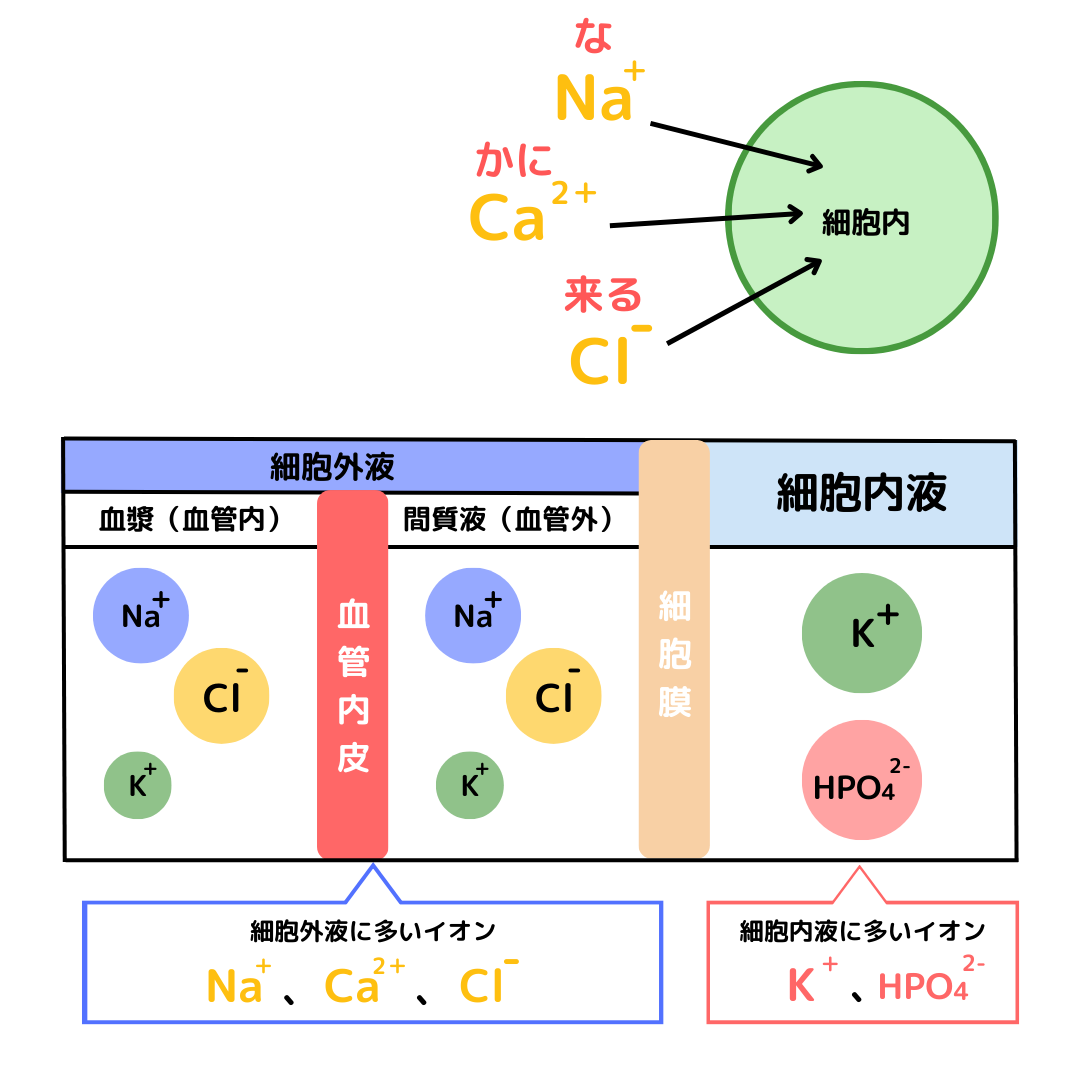細胞内外のイオン濃度比較図解