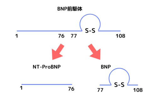 NT－proBNP