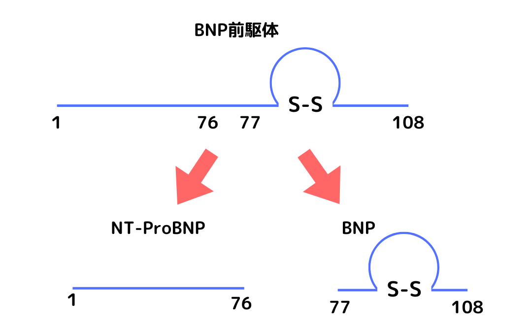 proBNPの分解メカニズム