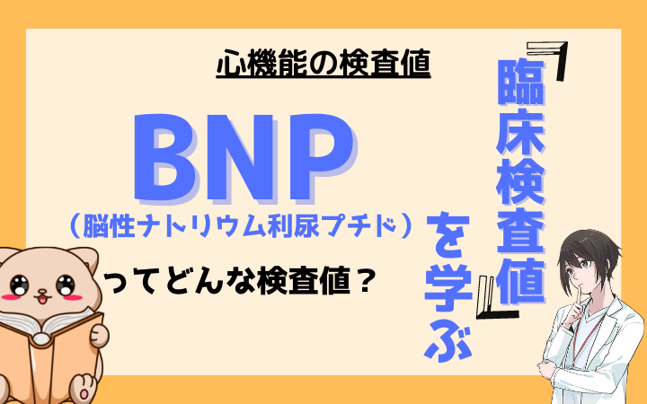 【臨床検査値】脳性ナトリウム利尿プチド(BNP)ってどんな検査値？
