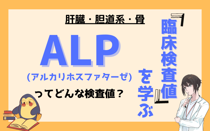 【臨床検査値】アルカリホスファターゼ(ALP)ってどんな検査値？