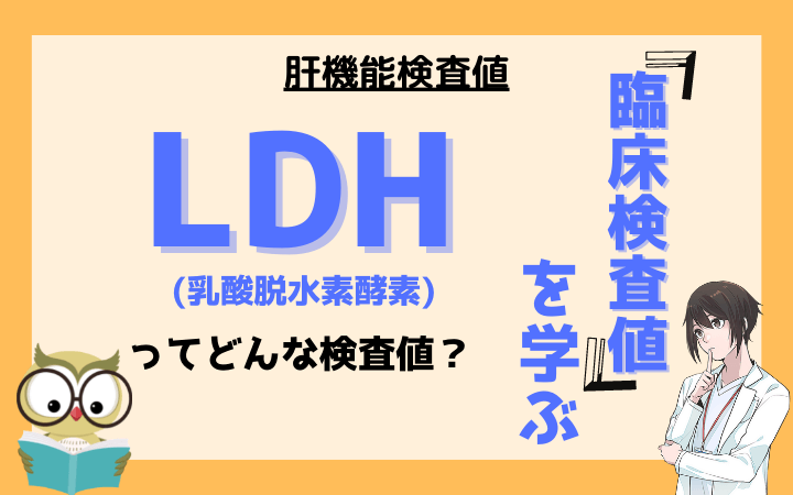 【臨床検査値】乳酸脱水素酵素(LDH)ってどんな検査値？