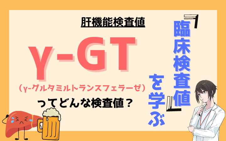 【臨床検査値】γ-グルタミルトランスフェラーゼ(γ-GT)ってどんな検査値？