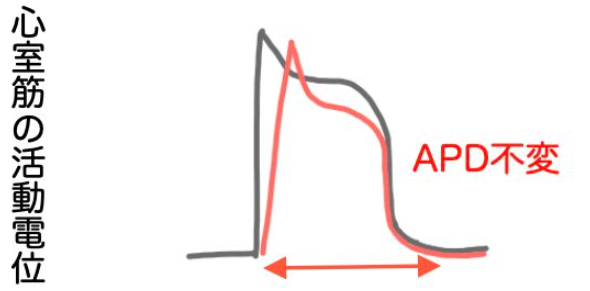活動電位持続時間の不変メカニズム