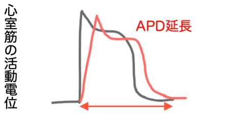 活動電位持続時間のメカニズム