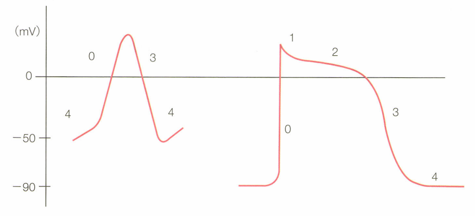 心室筋細胞の活動電位とイオンの動き