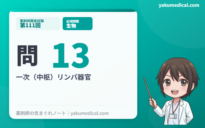 第111回薬剤師国家試験】問13 一次（中枢）リンパ器官 解説 | 薬剤師の