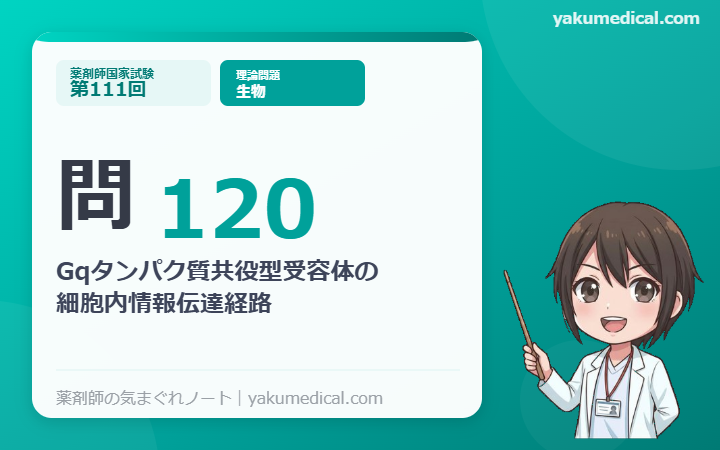 第111回薬剤師国家試験】問120 Gqタンパク質共役型受容体の細胞内情報